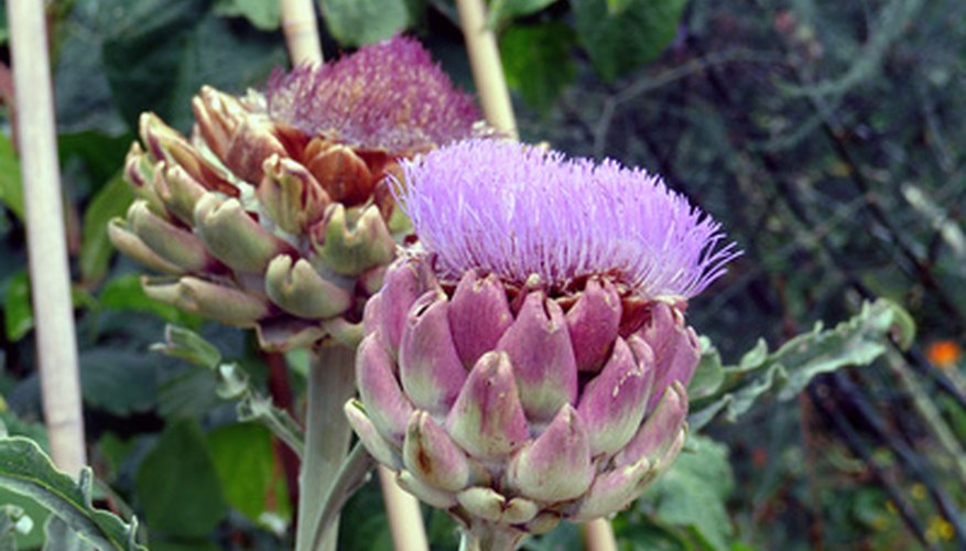 Bumblebees and butterflies frequent artichoke flowers. Bumblebees and butterflies frequent artichoke flowers.