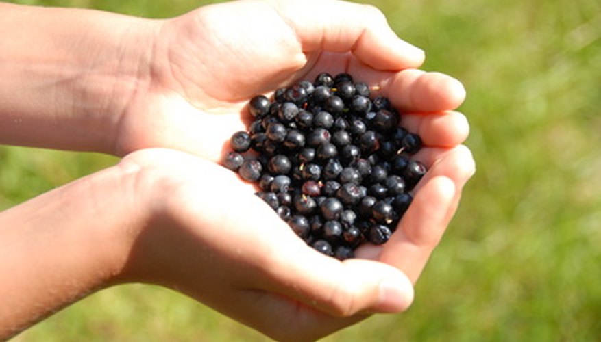 Huckleberries look like small blueberries. Huckleberries look like small blueberries.