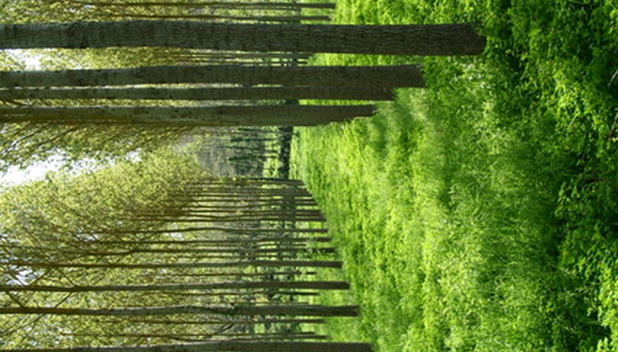 Poplar trees Poplar trees