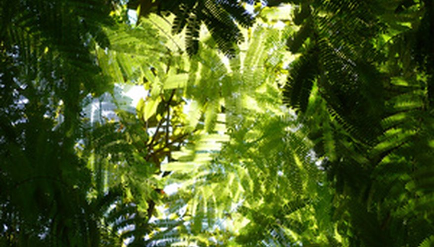 Plants use light to produce the energy needed for growth. Plants use light to produce the energy needed for growth.