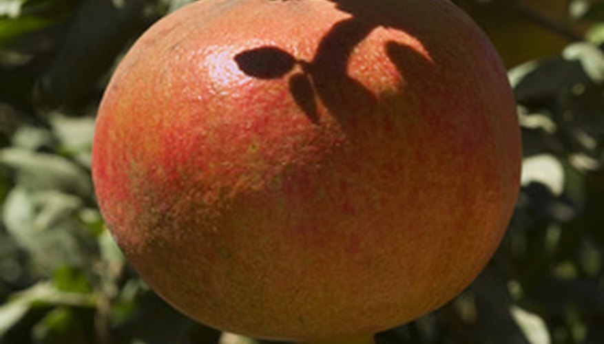 Pomegranates perform well in south, central and southeast Texas. Pomegranates perform well in south, central and southeast Texas.
