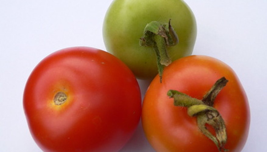 Indeterminate tomatoes may have fruit at every stage of development at one time. Indeterminate tomatoes may have fruit at every stage of development at one time.
