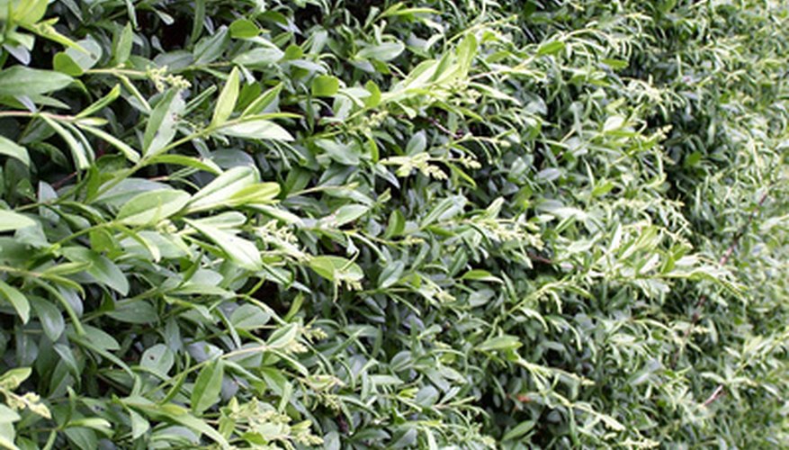 Privet needs two or more trims a year to stay neat. Privet needs two or more trims a year to stay neat.