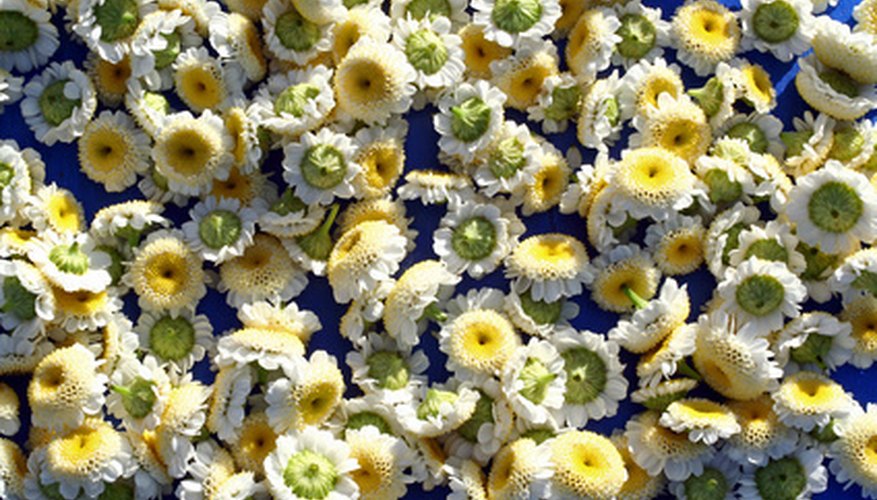 Chamomile is used in many teas Chamomile is used in many teas