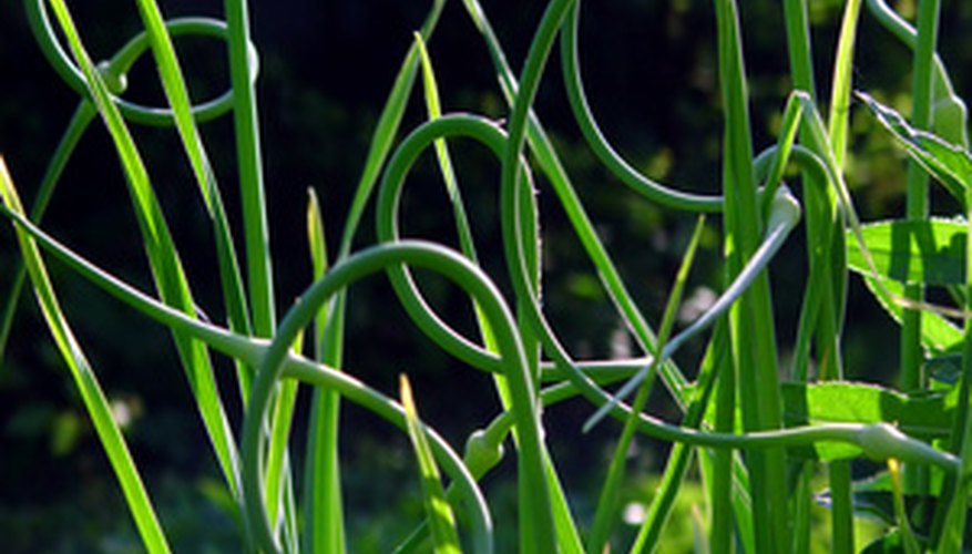 Garlic scapes Garlic scapes
