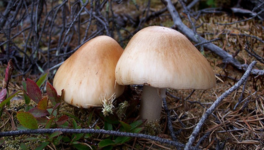 Wild mushrooms Wild mushrooms