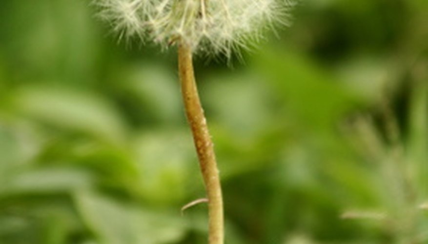 Dandelion seeds often germinate early in spring when many herbicides are ineffective. Dandelion seeds often germinate early in spring when many herbicides are ineffective.