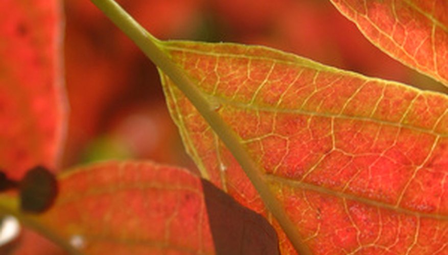 Most think of spring flowers, but the autumn foliage of dogwoods is also a visual treat. Most think of spring flowers, but the autumn foliage of dogwoods is also a visual treat.
