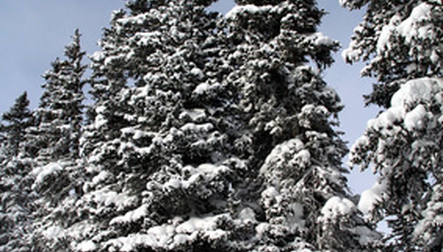 Snow-covered pine trees. Snow-covered pine trees.