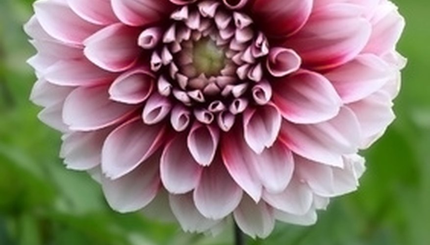 Some dahlias can thrive in tropical weather. Some dahlias can thrive in tropical weather.