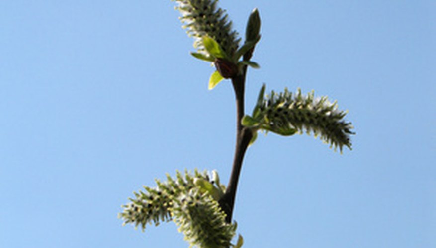 Male-gendered catkins bear purple anthers that become yellow. Male-gendered catkins bear purple anthers that become yellow.