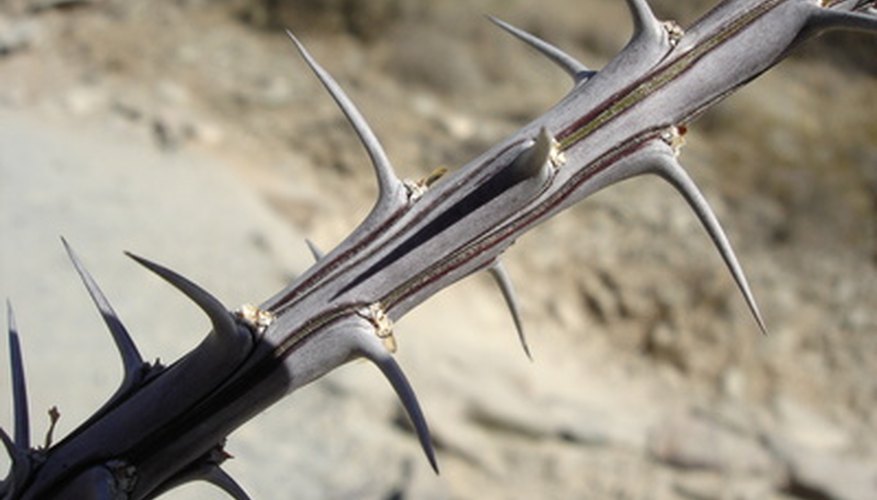 Thorns are a deterrent to most grazing animals. Thorns are a deterrent to most grazing animals.