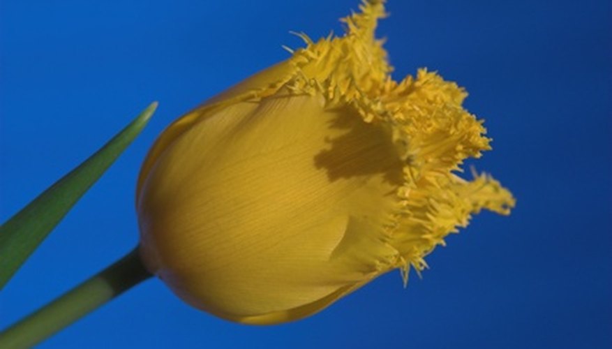 Fringed tulip in bloom. Fringed tulip in bloom.