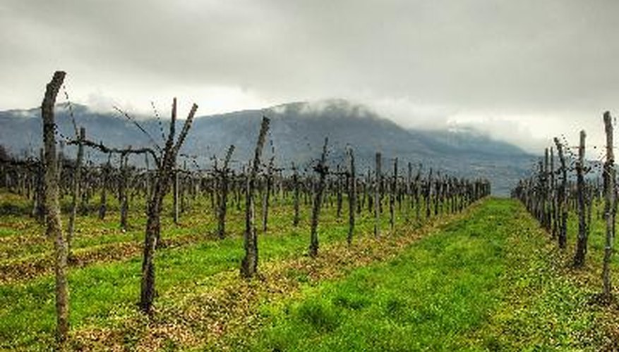 Dormant winter grapvines bear little resemblance to fruiting vines during growing season. Dormant winter grapvines bear little resemblance to fruiting vines during growing season.