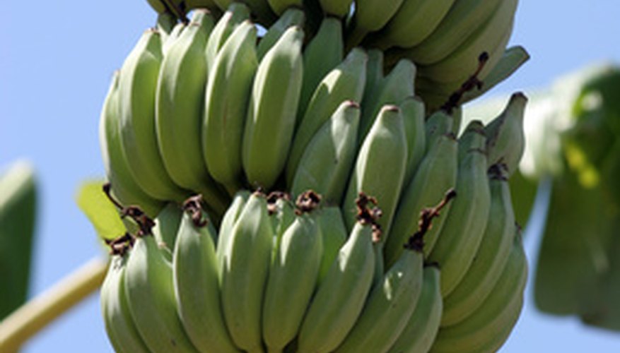 Look for full bunches with light green rather than dark green bananas for harvesting. Look for full bunches with light green rather than dark green bananas for harvesting.