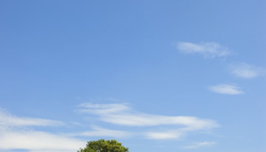 Shade trees come in all shapes and sizes. Shade trees come in all shapes and sizes.