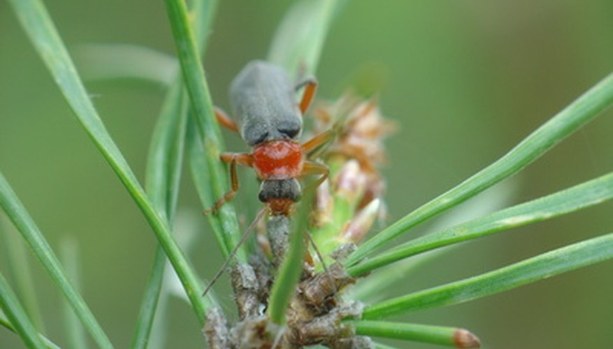 Pine beetles like this one pose a major threat to pine trees. Pine beetles like this one pose a major threat to pine trees.