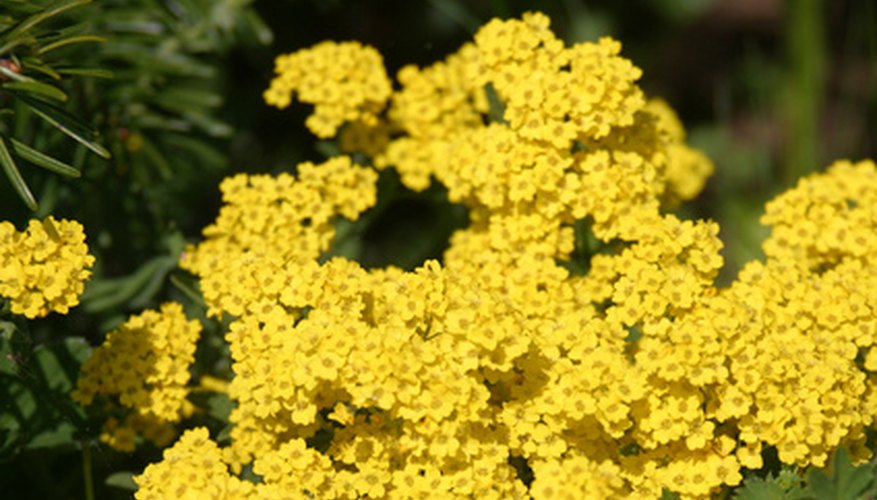 Dwarf yarrow is great for rock gardens Dwarf yarrow is great for rock gardens