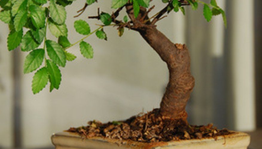 Though bonsai trees are susceptible to pest infestation, because of their small size, they are easy to treat. Though bonsai trees are susceptible to pest infestation, because of their small size, they are easy to treat.