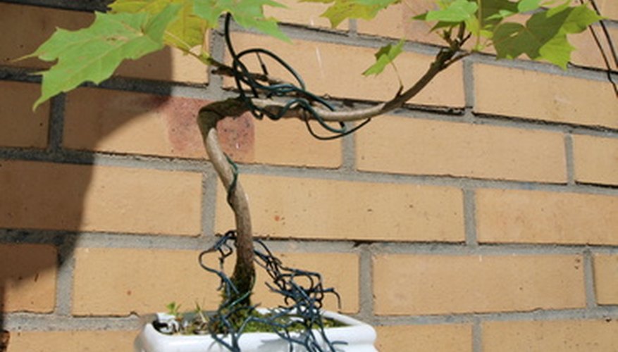 Trident maple bonsai Trident maple bonsai