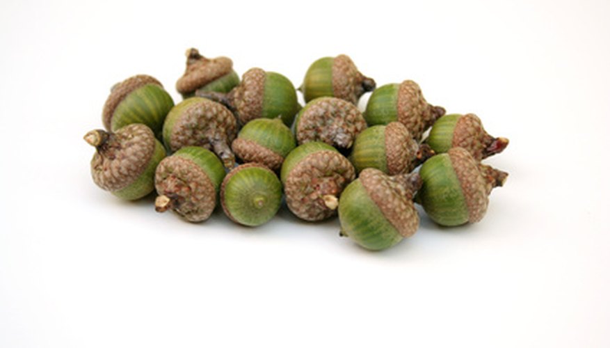 White oak acorns (Quercus alba) White oak acorns (Quercus alba)
