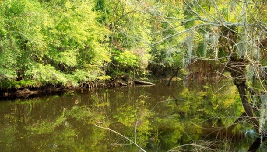 The South American air plant grows abundantly in southern Florida forests. The South American air plant grows abundantly in southern Florida forests.