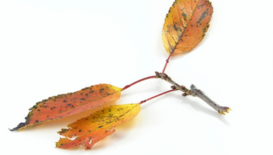 Leaf spots are a common shrub disease. Leaf spots are a common shrub disease.