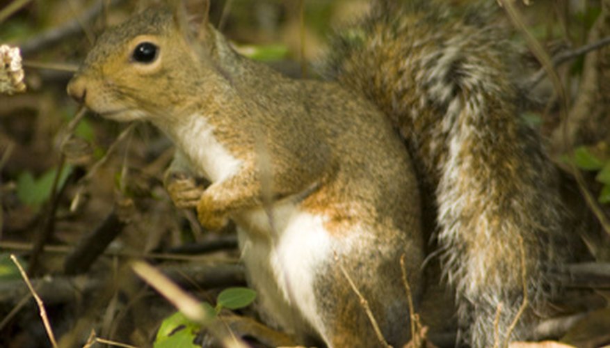 Squirrels can do serious damage to gardens. Squirrels can do serious damage to gardens.