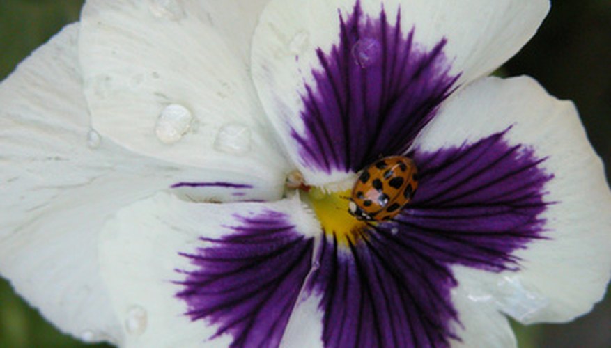 Different types of pansy flowers may be separated based on bloom size. Different types of pansy flowers may be separated based on bloom size.