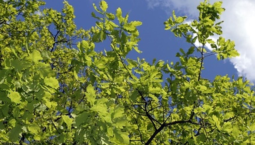 Healthy oak tree Healthy oak tree