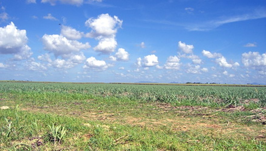 A sugarcane field A sugarcane field