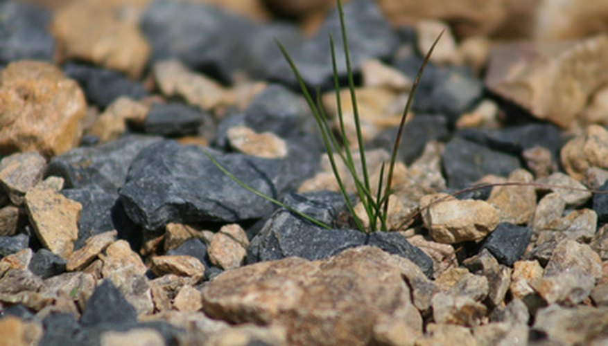 Kill grass in your gravel with simple home remedies Kill grass in your gravel with simple home remedies