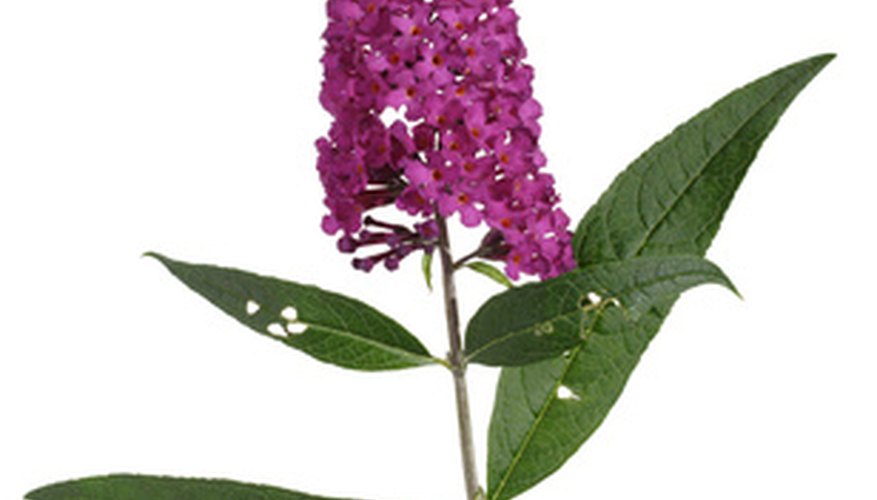 Plant Butterfly Bush in full sun and allow it plenty of room to grow. Plant Butterfly Bush in full sun and allow it plenty of room to grow.