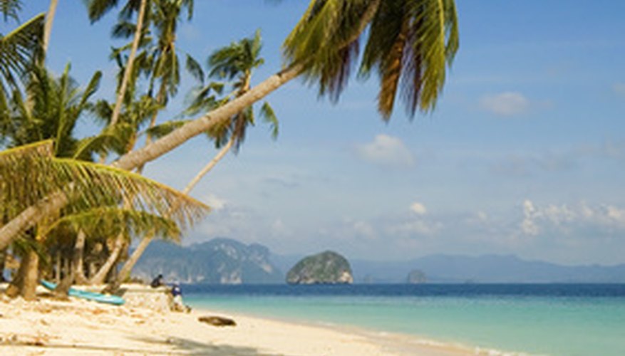 Beautiful coconut palms are important agriculturally. Beautiful coconut palms are important agriculturally.