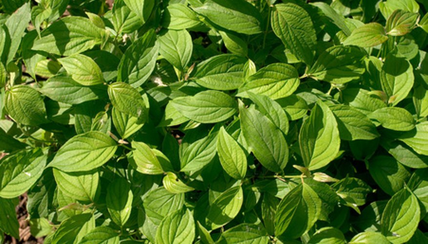 Green plants sometimes change color during the fall. Green plants sometimes change color during the fall.