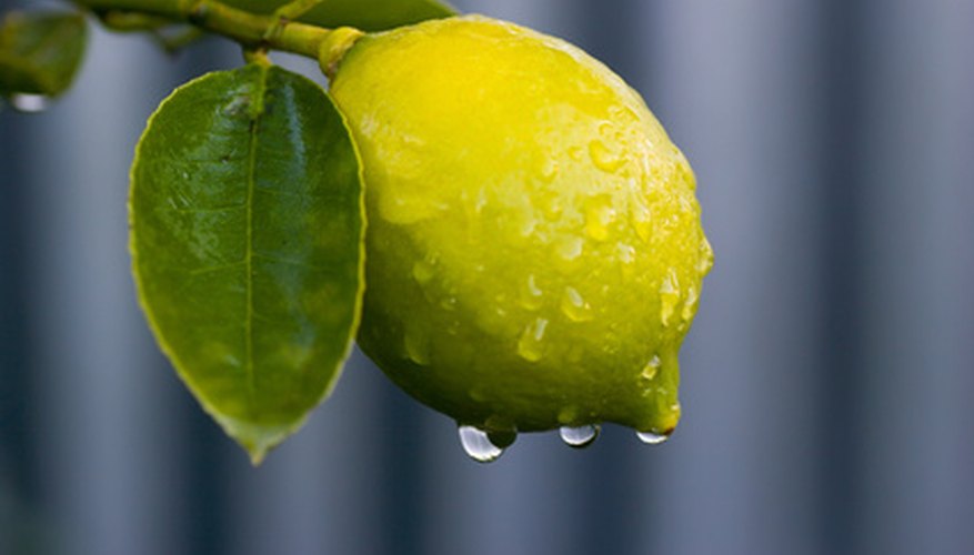 Water Requirements for Lemon Trees Garden Guides