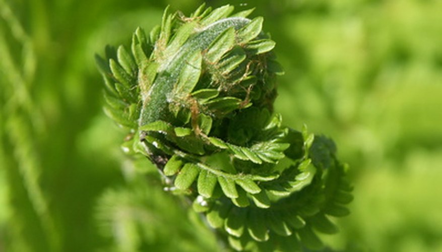 fern fern