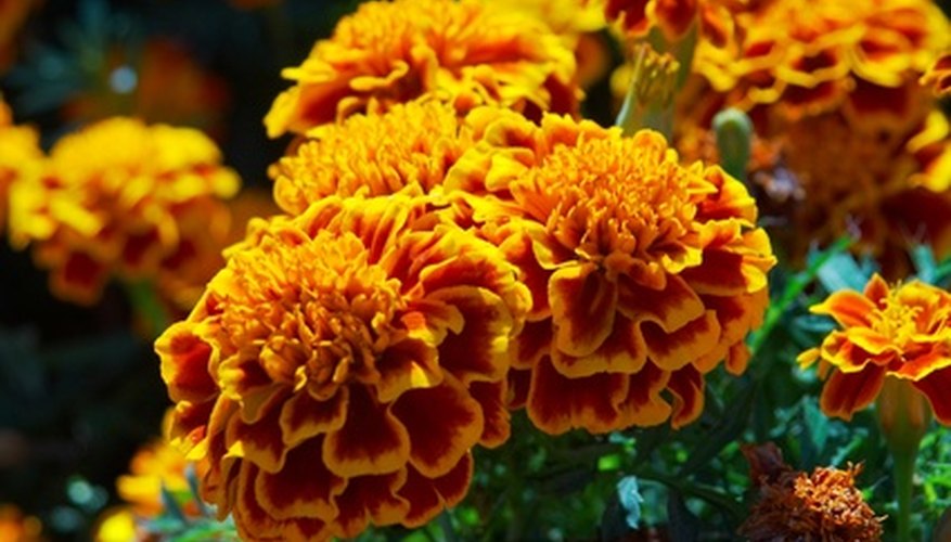 Marigold Flower Information Garden Guides 5374