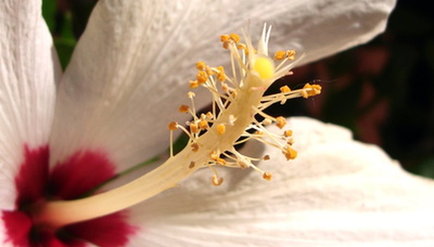 A radiant hibiscus flower. A radiant hibiscus flower.