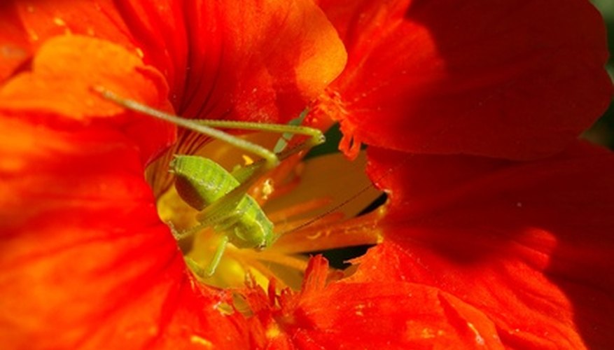 Nasturtiums are not attractive to flies. Nasturtiums are not attractive to flies.
