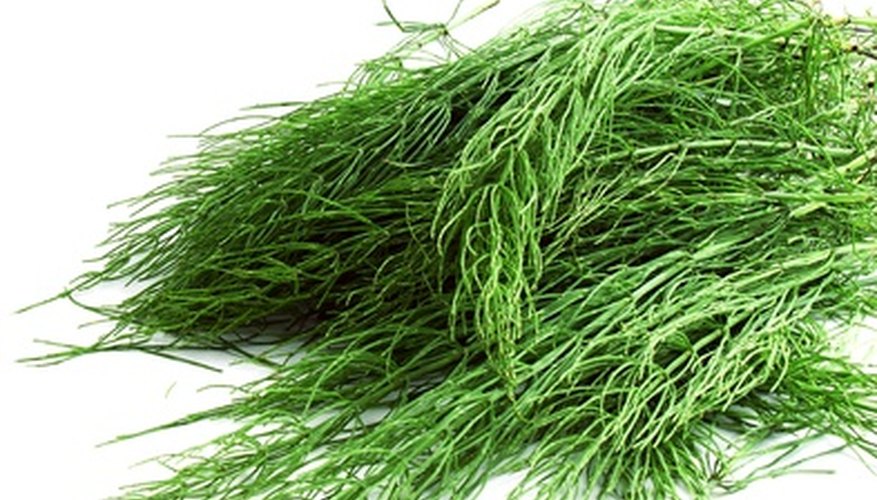 Horsetail weed has waxy leaves that are difficult for weed killers to penetrate. Horsetail weed has waxy leaves that are difficult for weed killers to penetrate.