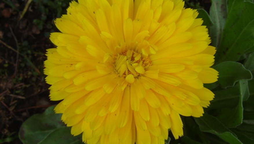 A yellow pot marigold flower A yellow pot marigold flower