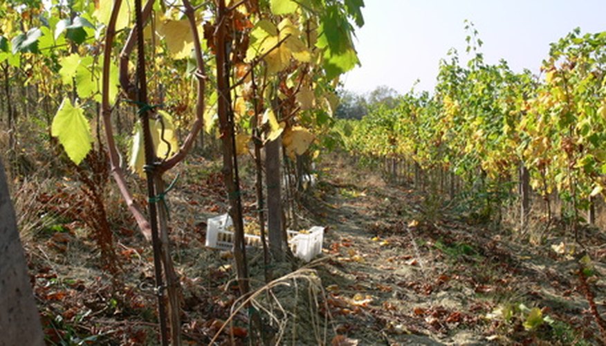 Tropical and subtropical regions possess black, humus rich loam soil. Tropical and subtropical regions possess black, humus rich loam soil.