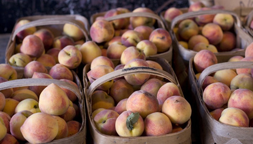 Georgia's peach season runs from mid-May to mid-August. Georgia's peach season runs from mid-May to mid-August.