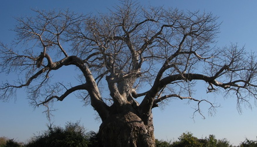 The baobab tree is deciduous during the tropical dry season (winter). The baobab tree is deciduous during the tropical dry season (winter).