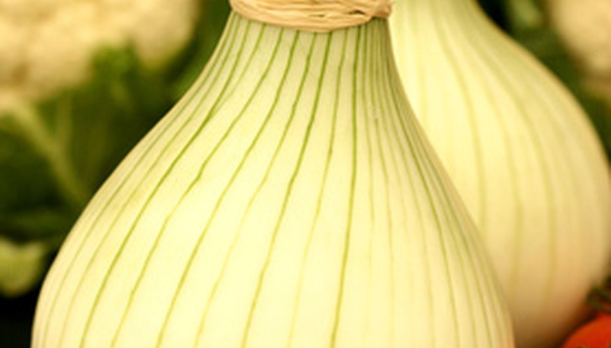 Brush by an onion plant and you'll smell its distinctive odor. Brush by an onion plant and you'll smell its distinctive odor.