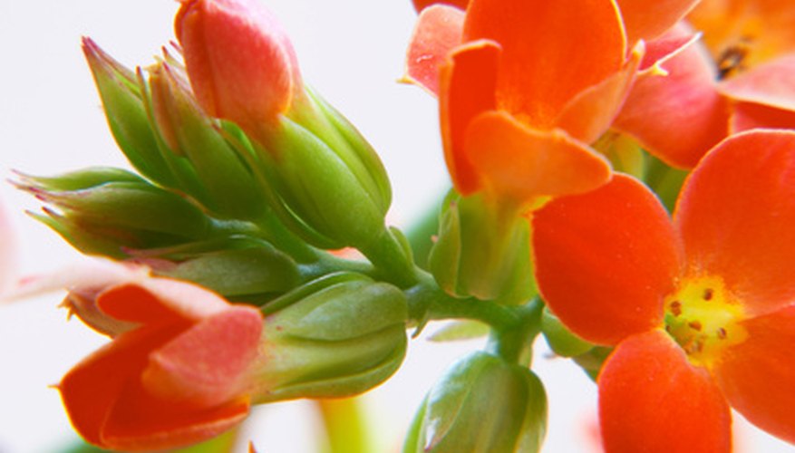 Kalanchoe flowers Kalanchoe flowers