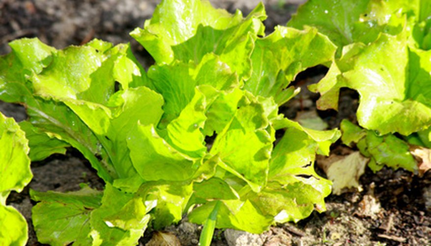 Most salad greens will over winter in the garden as long as they are given proper protection. Most salad greens will over winter in the garden as long as they are given proper protection.