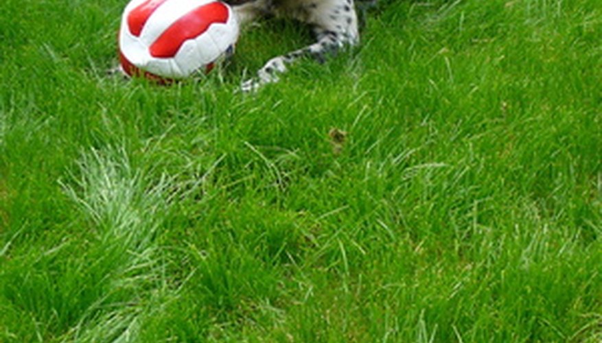 Amazingly, diluted dog urine can sometimes act as a fertilizer. Amazingly, diluted dog urine can sometimes act as a fertilizer.