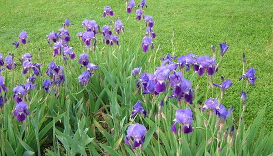 Adding a white or yellow iris among these purple irises heightens contrast. Adding a white or yellow iris among these purple irises heightens contrast.